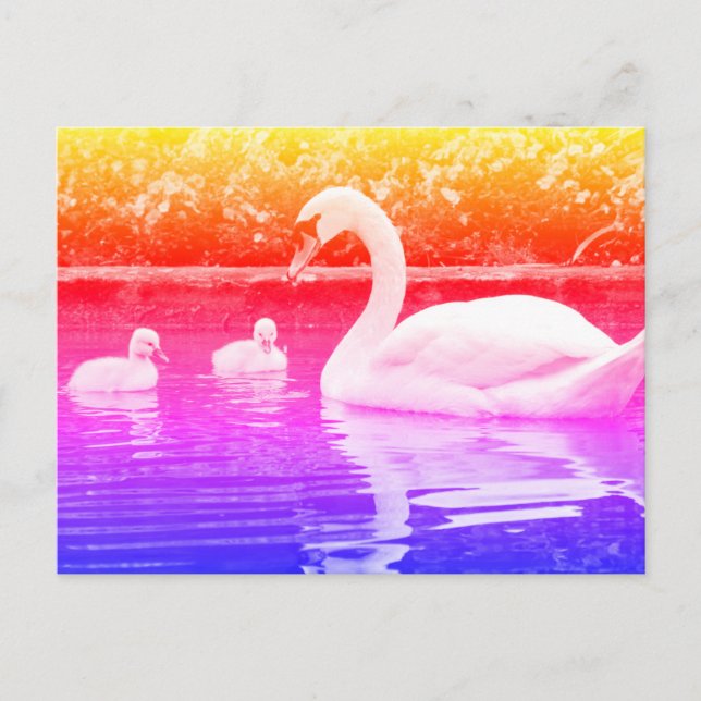 Carte Postale Cygne tuberculé avec ses petits sur l'eau (Devant)