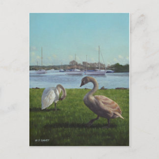 Carte Postale cygnes au port de Christchurch