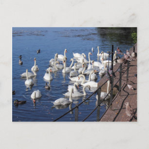 Carte Postale Cygnes et autres oiseaux au lac Roath Park Cardiff