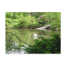 Cygnus Olor (Cygnus Olor) par Footbridge
