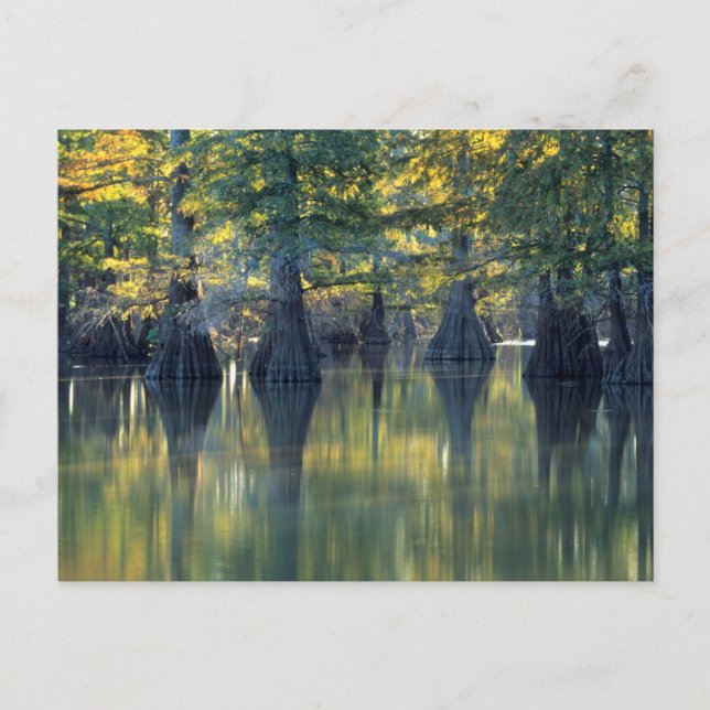 Carte Postale Cyprès chauves | Horseshoe Lake Illinois (Devant)