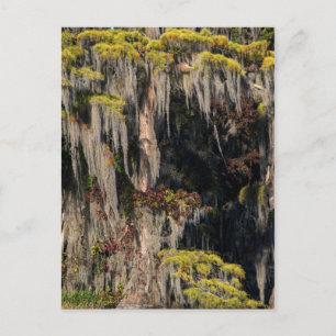 Carte Postale Cyprès de Pond dans un marais inondé