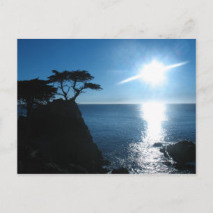 Carte Postale Cypress Lone