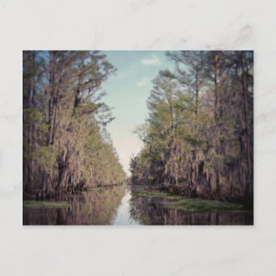 Carte Postale Cypress Marécage : Louisiane