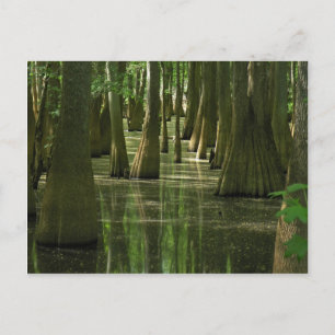 Carte postale Cypress Swamp