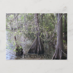 Carte postale Cypress Trees