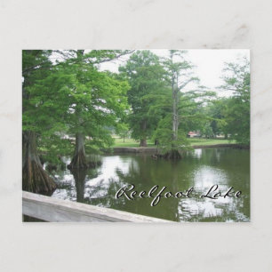 Carte Postale Cypress Trees au lac Reelfoot