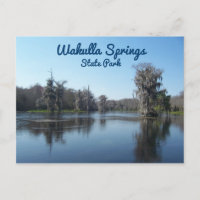 Cypress Trees au parc d'état de Wakulla Springs
