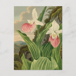 Carte Postale Cypripède Pink Lady Fleur Orchidée Botanique Vinta