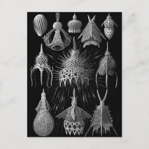 Carte Postale Cyrtoidée