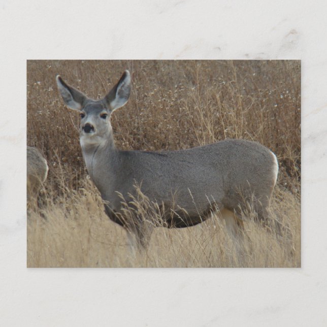 Carte Postale D14 Mule Deer Doe (Devant)