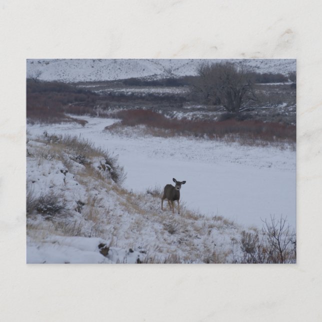 Carte Postale D16 Mule Deer Doe dans River Valley (Devant)