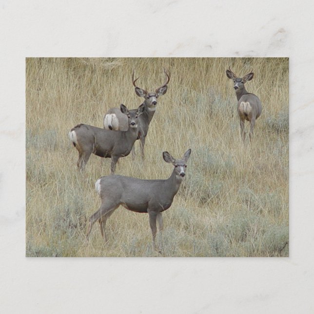 Carte Postale D18 Mule Deer (Devant)
