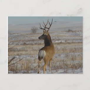 Carte Postale D20 Mule Deer Buck en neige