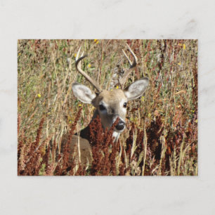 Carte Postale D31 Cerf à queue blanche dans les mauvaises herbes