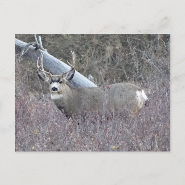 Carte Postale D32 Mule Deer Buck (Devant)