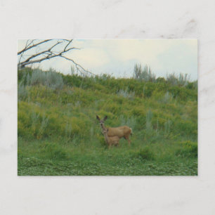Carte Postale D5 Mule Deer Doe et Fawn