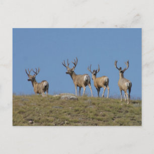 Carte Postale D9 Boucles de cerfs de Mule en Velvet Sky Lined