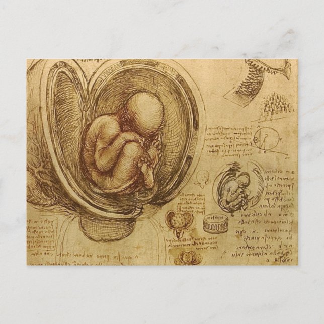 Carte Postale da Vinci - Croquis Embryo (Devant)