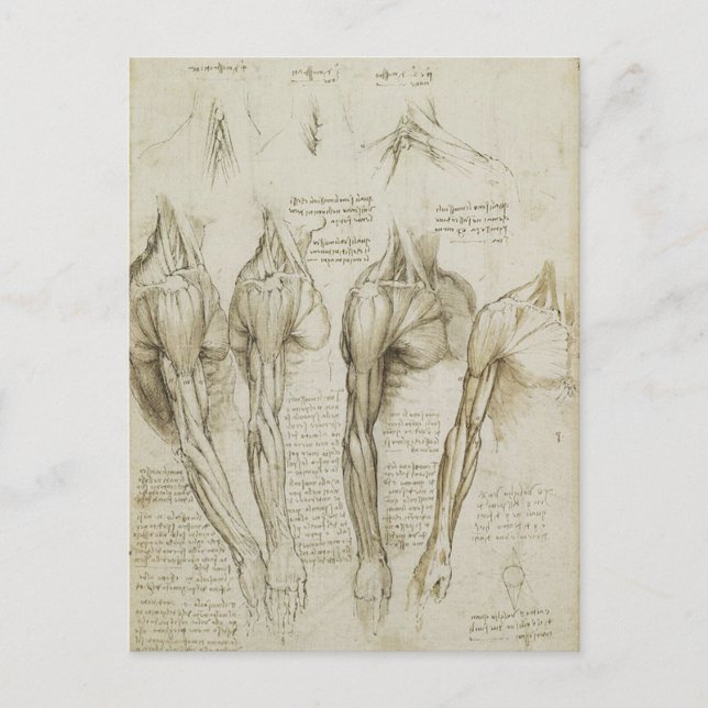Carte Postale Da Vinci : Skeleton humain Anatomy Sketches (Devant)