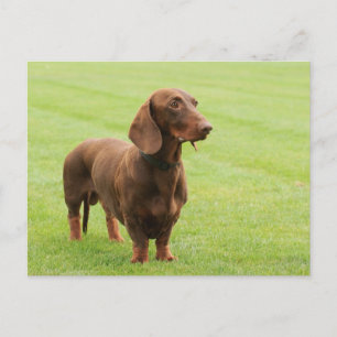 Carte Postale Dachshund