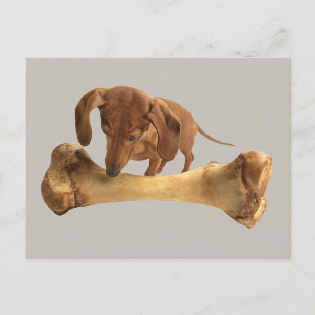 Carte Postale Dachshund Avec Un Os Énorme (Devant)