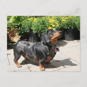 Carte Postale Dachshund Buddy 2