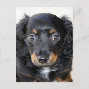 Carte Postale Dachshund chiot impatient de maman amour