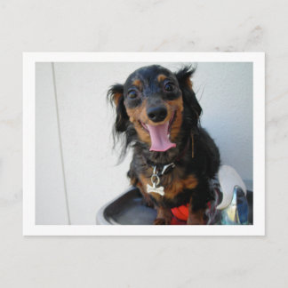 Carte Postale Dachshund dans une fontaine à boire