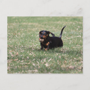 Carte Postale Dachshund en cours d'exécution