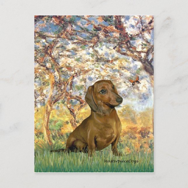 Carte Postale Dachshund (marron1) - Printemps (Devant)