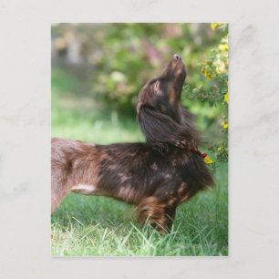 Carte Postale Dachshund miniature à cheveux longs 1