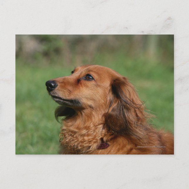 Carte Postale Dachshund miniature à cheveux longs 2 (Devant)