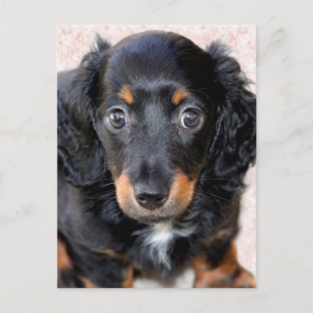 Carte Postale Dachshund miniature à long-Haired (Devant)