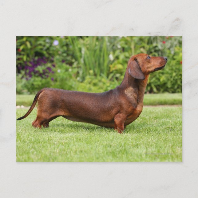 Carte Postale Dachshund miniature à poil lisse (Devant)