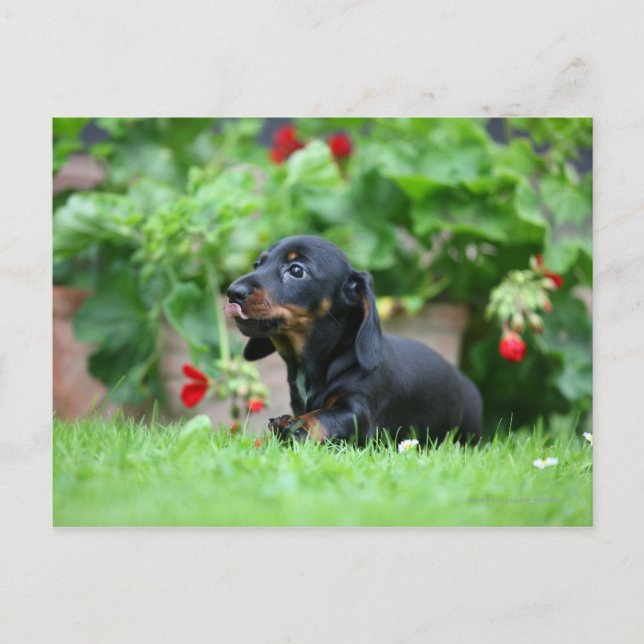 Carte Postale Dachshund miniature à poil lisse 1 (Devant)