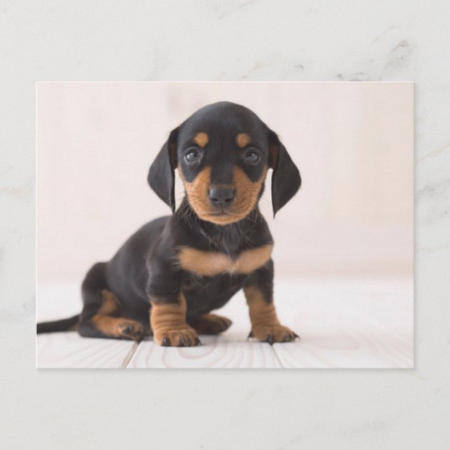 Carte Postale Dachshund Miniature assis (Devant)