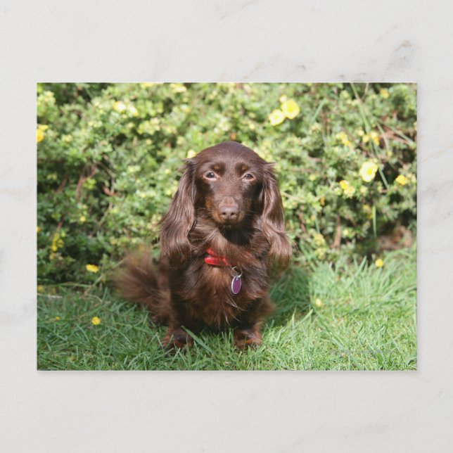 Carte Postale Dachshund miniature Brown aux cheveux longs (Devant)