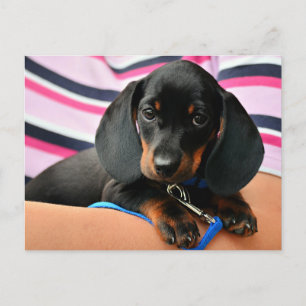 Carte Postale Dachshund Puppy