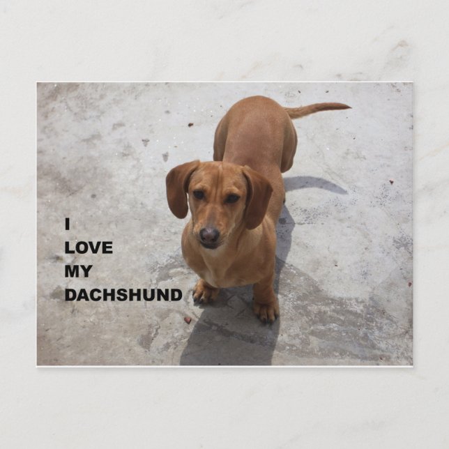 Carte Postale dachshund rouge plein amour avec pic (Devant)