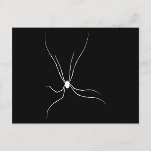 Carte Postale Daddy Longleg Spider