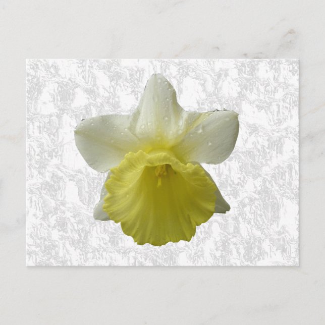 Carte postale Daffodil (Devant)