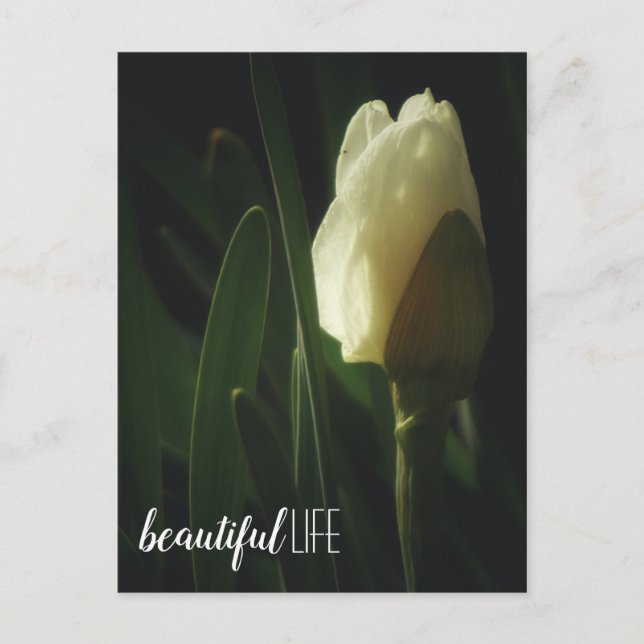 Carte Postale Daffodil Fleur Photo Belle Phrase Vie (Devant)