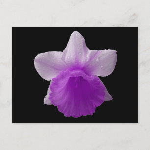 Carte Postale Daffodil Purple Driple