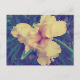 Carte Postale Daffodil Vintage Floral Photographie