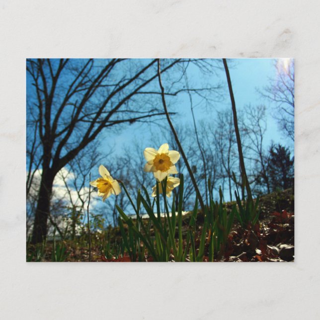 Carte Postale Daffodile (Devant)