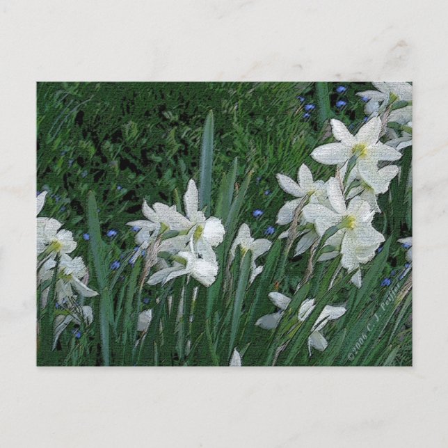 Carte Postale 'Daffodile blanc' (Devant)