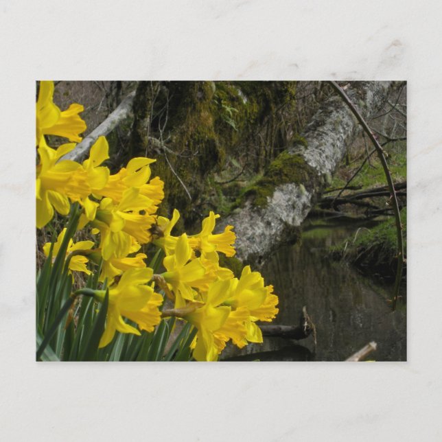 Carte Postale Daffodiles 01 (Devant)