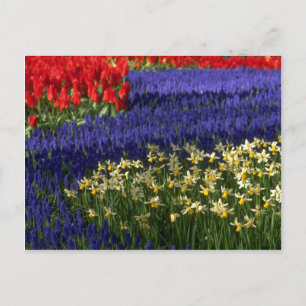 Carte Postale Daffodiles, hyacinthe et tulipes