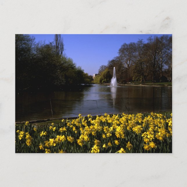Carte Postale Daffodils St James's Park Londres (Devant)